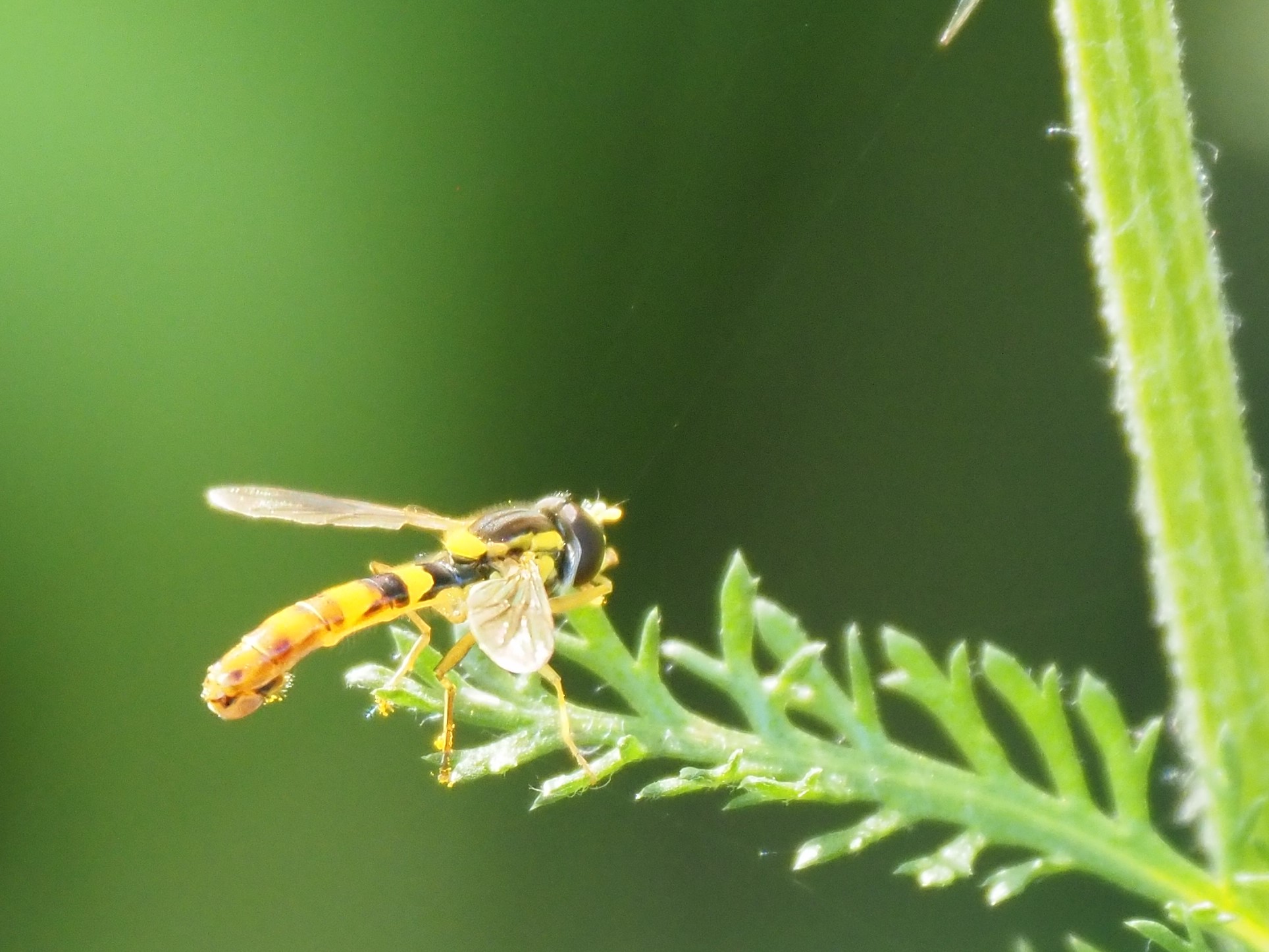 Avispa vista desde muy cerca con todo detalle apoyada sobre una hoja